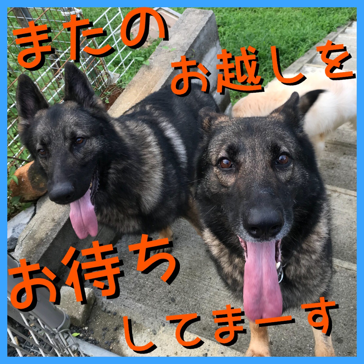 1月 | 2019 | 矢掛警察犬訓練所